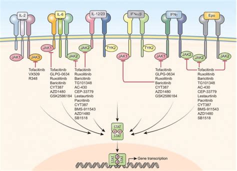 Meet the Janus Kinase (JAK) family Inhibitors - New Player in COVID Second Wave - CME INDIA