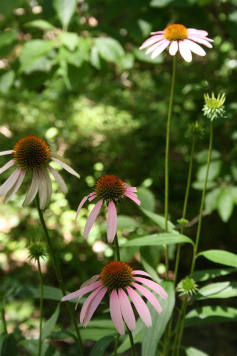 Native Florida Wildflowers: July 2013