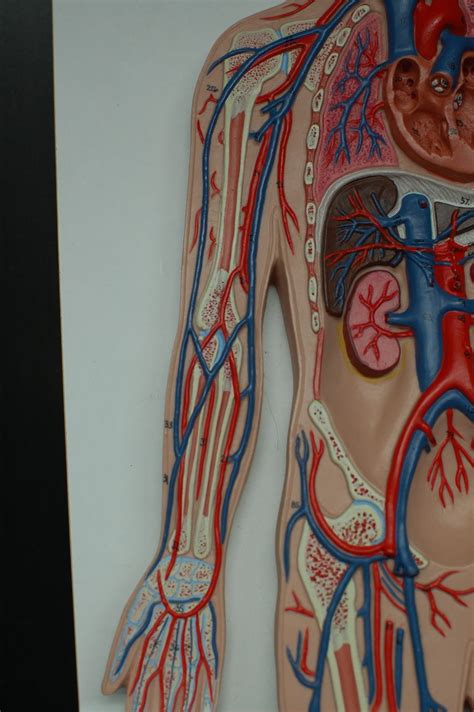 Human Anatomy Lab: Arteries and Veins