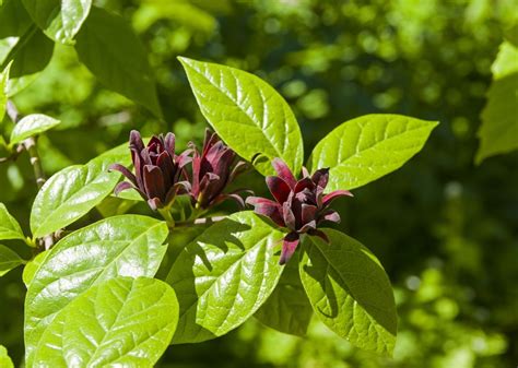 How to Grow and Care for Carolina Allspice | Flowering shrubs, Shrubs, Plant leaves