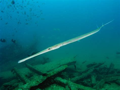 Bluespotted Cornetfish