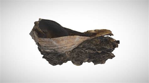 Pre-Columbian Shell Cup, Seminole County, FL - Download Free 3D model by Rollins College ...