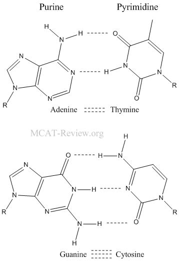 DNA structure and function - MCAT Review