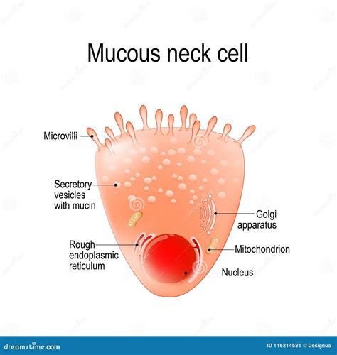 [DIAGRAM] Nose Diagram Mucus - MYDIAGRAM.ONLINE