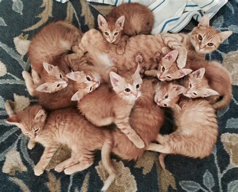 A litter of ginger tabby kittens with their mother. Via @momranaway ...