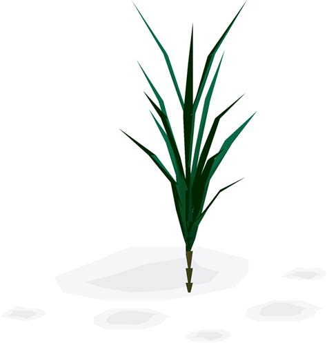 File:Snape grass plant (watered, stage 3).png - OSRS Wiki