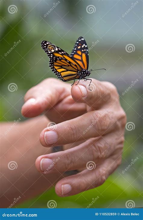 Monarch butterfly on hand stock image. Image of black - 110532859