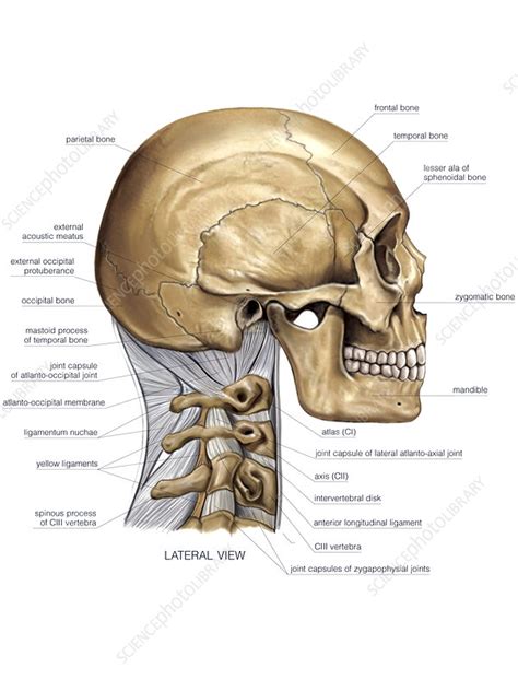 Nuchal joint, artwork - Stock Image - C021/1179 - Science Photo Library