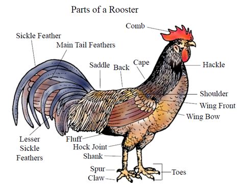 Bird External Anatomy