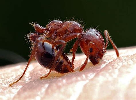 Red Imported Fire Ant | Center for Invasive Species Research