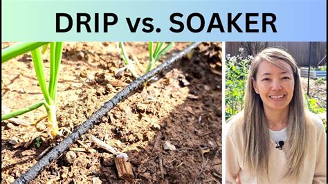 Garden irrigation systems: Drip vs. soaker - YouTube