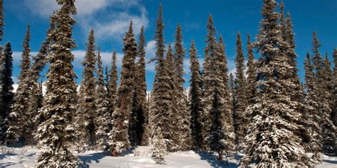 Boreal Forests of North America are Shrinking - Geography Realm