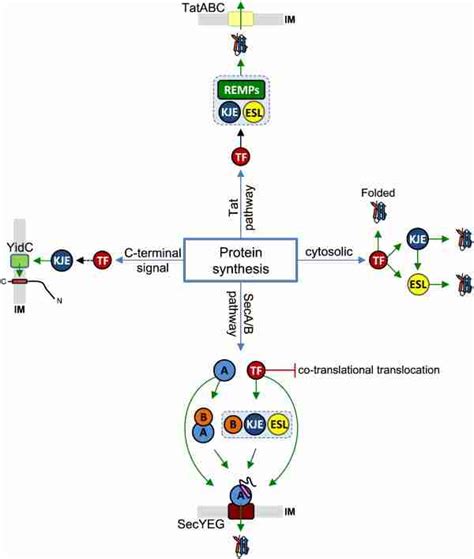 Chaperoning of de novo protein folding and targeting by TF, DnaKJE and... | Download Scientific ...