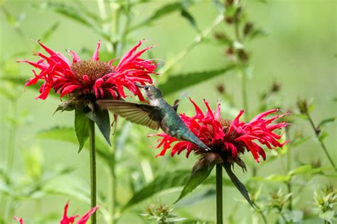 When Should I Bring My Hummingbird Feeders Inside?