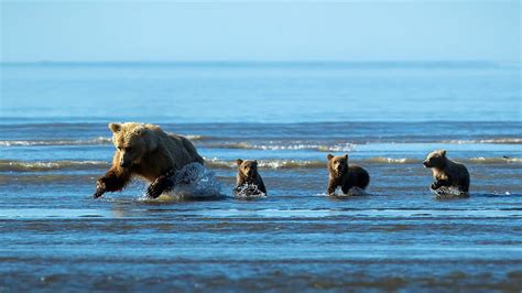 HD wallpaper: grizzly bear cubs xl national geographic best s of the 1280x1024 Abstract ...