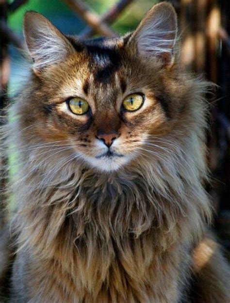 Pin by Enisa on Katzen | Beautiful cats, Forest cat, Norwegian forest cat