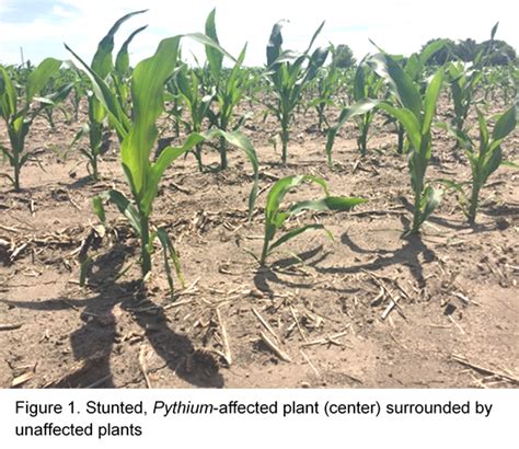 Seed Treatment Options for Pythium in Corn | Golden Harvest