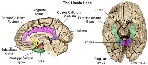 Neuroanatomy Online: Lab 11 - The Limbic System - Cortical Areas of the Limbic System