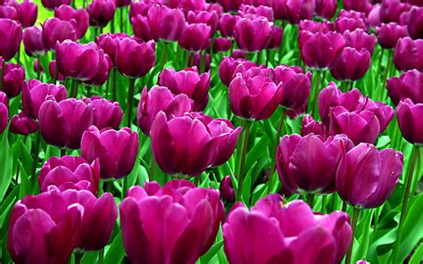 Purple Tulips wallpaper | 1920x1200 | #51798