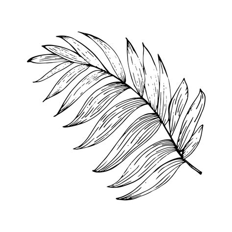 Green Leaf Leaves Line Draft Original Black And White Creative Line Shape, Leaf Drawing, Leaves ...