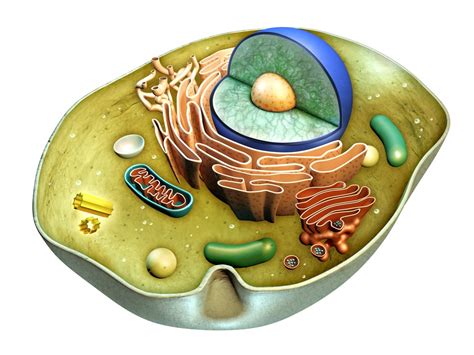 Animal Cell 3D Model – Definition, Parts, Structure, and Diagram in ...