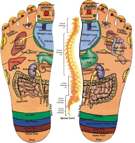 Acupressure Points in Foot Details - Acupressure Points in Body