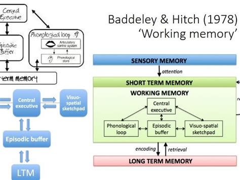 AQA A Level PE Baddeley & Hitch Working Memory and Schmidt's Schema Theory | Teaching Resources