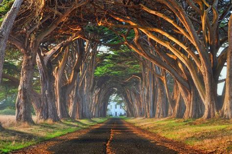 Point Reyes Cypress Tree Tunnel, Inverness, CA - California Beaches