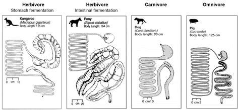 Differences in digestive system between herbivores, carnivores and omnivores | Kiezebrink Focus ...