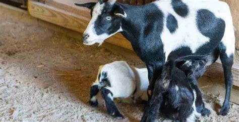 Raising Baby Goats On The Homestead - Road to Reliance