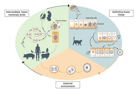 Label-free live cell imaging of Toxoplasma gondii infection