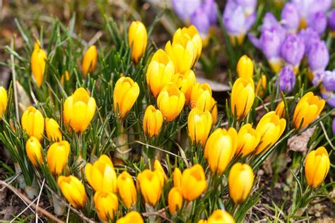 Purple and Yellow Crocuses Germinate in the Spring in the Garde Stock ...