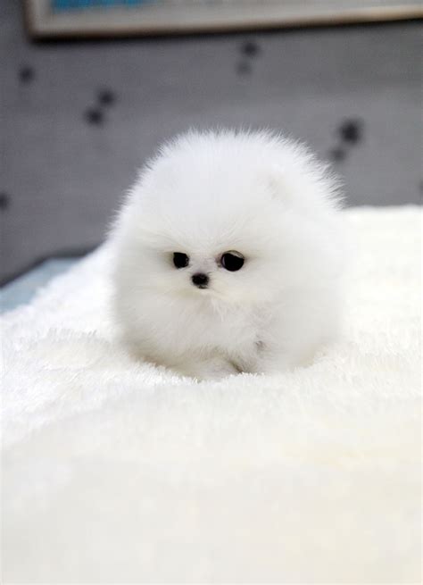 TEACUP PUPPY: ★Teacup puppy for sale★ White teacup pomeranian Addel :)