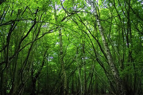 Hatfield Forest Photograph by Martin Newman - Pixels