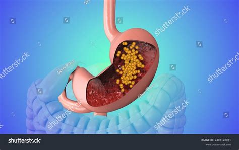 3d Illustration Animation Human Digestive System Stock Illustration ...