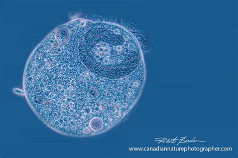 Didiinium nasutum versus Paramecium caudatum Predator and Prey - The Canadian Nature Photographer