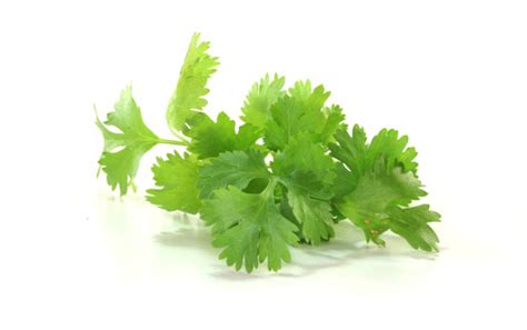 Coriander Leaves - Complete Information Including Health Benefits ...