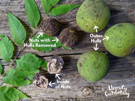 Harvesting & Drying Black Walnuts (+hull & leaf uses!) - Unruly Gardening