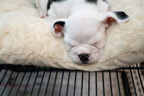 Little Cute Baby Pitbull Puppy Sleeping on White Carpet. Stock Image ...