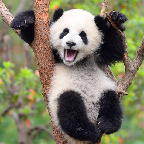 panda klien - Google zoeken Niedlicher Panda, Panda Love, Happy Panda, Cute Little Animals, Cute ...