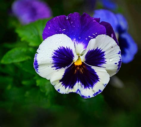 Grow Garden Pansy Flowers for Early Blooms - GardenInBloom.com