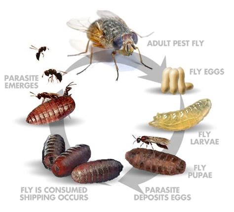 Fly Parasite Life-Cycle | Planet Natural