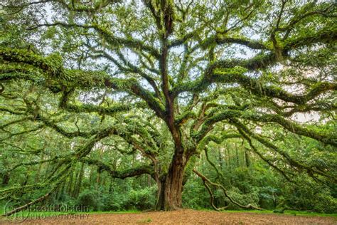 Lichgate Oak Tree at Lichgate on High Road, a Southern Live Oak - Landscape Photography