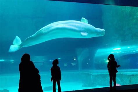 TripAdvisor | Lotte World Tower Seoul Sky or Lotte Aquarium with Lotte ...