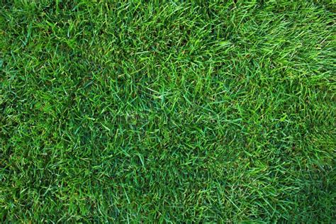 Green Short Cut Grass Lawn Texture Background Stock Image - Image of backdrop, light: 129866997