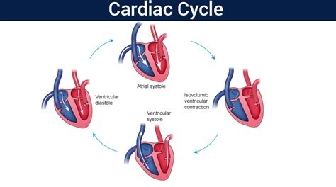 Cardiac Cycle - Physiology and Different Phases of Cardiac Cycle