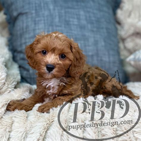 Shaggy - Puppies By Design Online