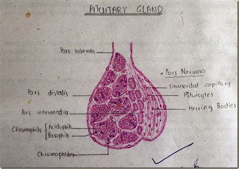 Histology Slides Database: Pituitary gland high resolution histology diagram