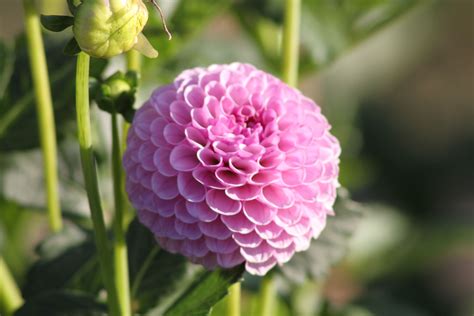 Purple PomPom | Dahlias garden, Dahlia, Flowers