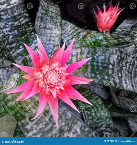 Bromelia Flowers stock photo. Image of blooms, flowers - 92741296